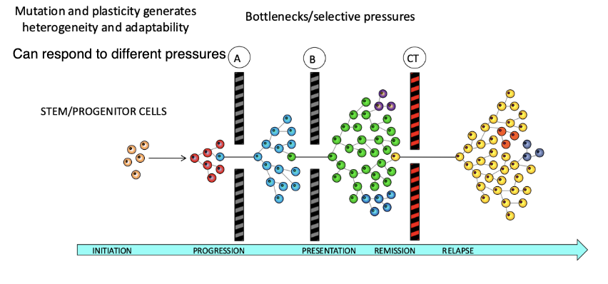 <ul><li><p><strong>Mutation + plasticity → tumour heterogeneity</strong></p></li><li><p>Tumours contain diverse subclones that can <strong>respond to different selective pressures</strong></p></li><li><p>Disease progression involves <strong>bottlenecks/selective pressures</strong> (A, B, CT)</p></li><li><p>Only certain clones <strong>survive and expand</strong> through each stage</p></li><li><p>Leads to stages: <strong>initiation → progression → presentation → remission → relapse</strong></p></li><li><p>Key idea:</p><ul><li><p>Heterogeneity allows cells to <strong>adapt, survive, and repopulate tumours</strong></p></li><li><p>Enables cells to <strong>pass through bottlenecks and drive aggressive cancer phenotypes</strong></p></li></ul></li></ul><p></p>