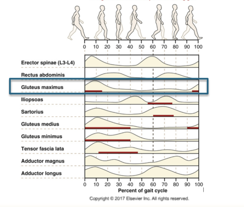 <p>during late swing eccentrically activate to decelerate hip flexion and precent uncontrolled trunk flexion, then concentrically initiate to hip extension. Remains active from heel contact to mid stance (first 30% of gait cycle) to support BW and produce hip extension, inactive during swing phase </p>