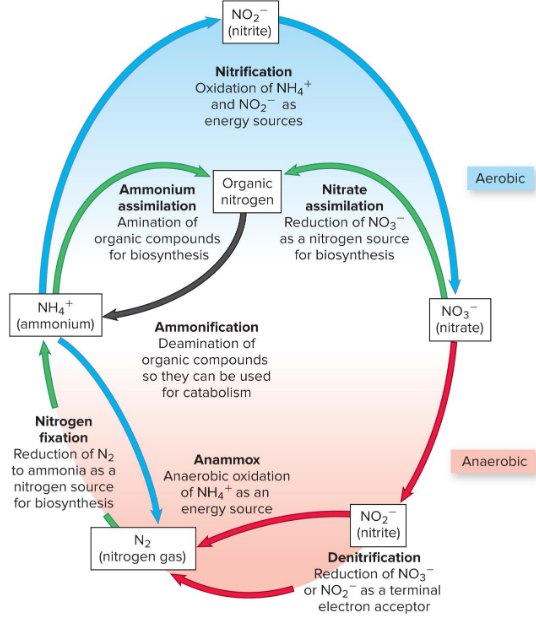 <ul><li><p>nitrogen fixation → nitrogenase, diazotroph (azotobacter, clostridium)</p></li><li><p>ammonification</p></li><li><p>nitrification</p></li><li><p>denitrification</p></li><li><p>anammox</p></li></ul><p></p>