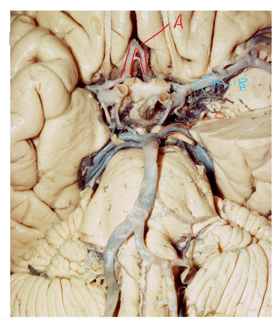 <p>Describe blood supply of arteries A, B and C</p>