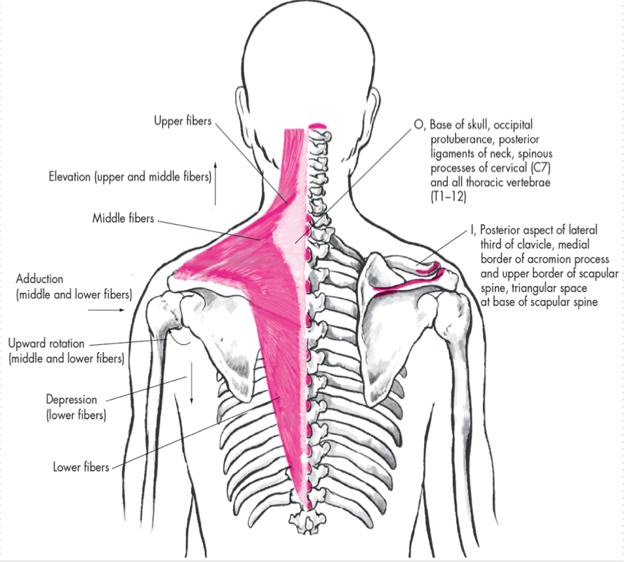 <p>Retraction</p><p>Upward Elevation</p><p>Depression </p><p>O - Occipital Protuberance, Spinous processes of C1-7, T1-12</p>