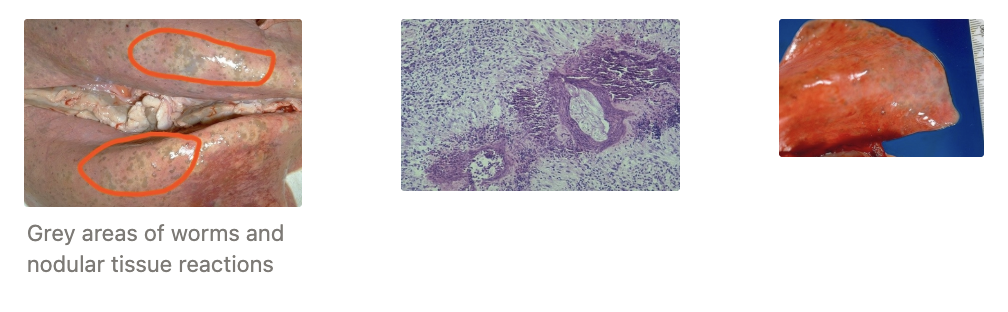 <p>Non-pathogenic lungworm of sheep with indirect lifecycle (IH = mollusc)</p><ul><li><p>Pathogenic in goats</p></li><li><p><u>PM:</u> Worms deeper in lung tissue and surrounded by <span>nodule of tissue reaction</span> → Grey lesions on the dorsal surface of the lungs</p></li></ul><p></p>