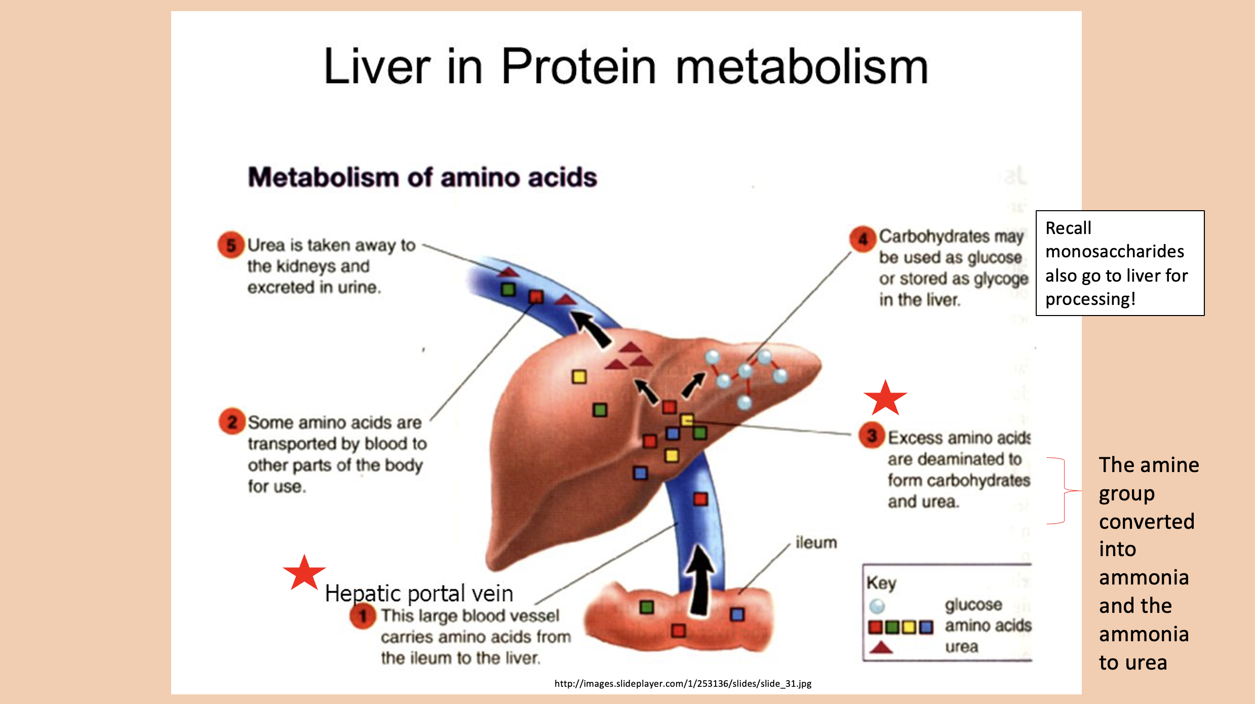 <p><span>urea</span></p>