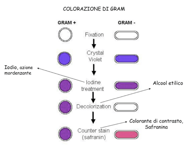 <p>Distinguiamo:</p><ul><li><p>Colorazioni Semplici:</p><ul><li><p>Si eseguono mettendo a contatto, in un solo tempo, un unico colorante con il preparato contente i batteri da osservare</p></li><li><p>Hanno lo scopo di evidenziare la morfologia della cellula batterica</p></li><li><p>I coloranti più usati sono il Cristalvioletto, Fucsina Basica, Blu Di Metilene</p></li></ul></li></ul><ul><li><p>Colorazioni Differenziali:</p><ul><li><p>Prevedono l’utilizzo di più coloranti applicati in tempi successivi</p></li><li><p>Permettono di evidenziare differenze di colorazione tra specie batteriche diverse</p></li></ul></li></ul><p>Colorazione di Gram:</p><ul><li><p>E’ il metodo di colorazione differenziale più importante</p></li><li><p>Prevede 4 passaggi:</p><ul><li><p>1. Il preparato contenente batteri viene trattato con una soluzione di cristalvioletto per 2-3 minuti</p></li><li><p>2. Il colorante viene eliminato e si mordenza (fissa) la colorazione tramite soluzione di iodio e ioduro di potassio in acqua, detto liquido di Lugol (per un minuto)</p><ul><li><p>i mordenti sono sostanze che formano composti insolubili con un colorante, rendendo più stabile la sua adesione al substrato</p></li></ul></li><li><p>3. Si applica un decolorante sul preparato per 1-2 minuti (alcol etilico o acetone)</p></li><li><p>4. Si applica un secondo colorante per 1-2 minuti (fucsina o safranina, di colore rosso, facilmente distinguibile dal violetto del primo colorante)</p></li></ul></li><li><p>Risultato:</p><ul><li><p>Al termine della colorazione, i batteri che appaiono violetti sono detti Gram-Positivi</p></li><li><p>Quelli che appaiono rossi sono detti Gram-Negativi</p></li></ul></li><li><p>Queste differenza di colorazione dipende dalla permeabilità degli involucri cellulari:</p><ul><li><p>Nei Gram-Positivi il complesso cristalvioletto-iodio che si forma all’interno della cellula dopo il trattamento con Lugol non riesce ad attraversare la parete cellulare neanche dopo aver applicato alcol etilico o acetone</p></li><li><p>Nei Gram-Negativi invece i decoloranti riescono ad esportare il complesso cristalvioletto-iodio, permettendo così al secondo colorante di colorare la cellulare</p></li><li><p>Questo significa che i batteri Gram-Positivi hanno maggiore spessore della parete cellulare che dà come risultato una minore permeabilità degli involucri nucleari</p></li></ul></li></ul><p></p>