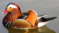 <p>welk type eend is dit</p>