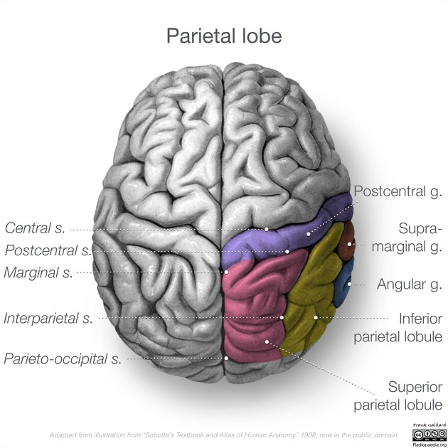 <p>Right parietal lobe</p>