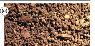 <p>Identify the structure</p>