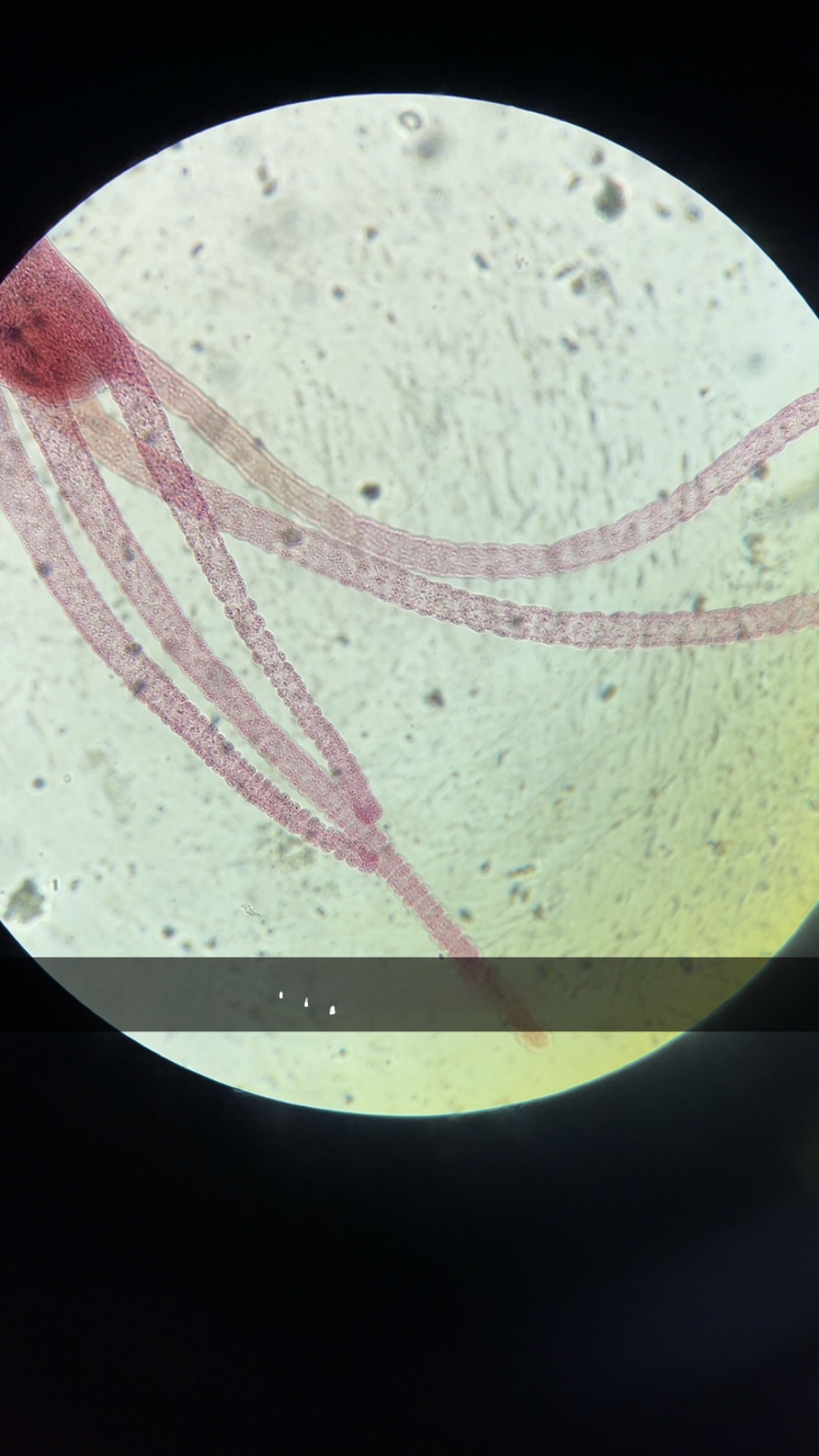 <p>what is this species </p>