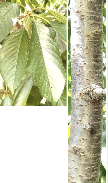 <p><strong>Plant family:</strong> Rosaceae<br><strong>Life cycle:</strong> Perennial<br><strong>Key persistence / spread:</strong> Grafting<br><strong>Farming systems:</strong> Orchards</p><p><strong> How to identify</strong></p><p>This crop grows as a deciduous tree with an upright growth habit when young, gradually forming a rounded canopy.</p><p>Leaves are glossy, bright green, and oval with sharply serrated edges. New growth is often reddish before turning green.</p><p>In early spring, clusters of white flowers emerge before or alongside leaf growth, making flowering trees very conspicuous.</p><p>Fruits develop on short stalks and mature rapidly. The tree enters a complete dormancy during winter.</p>