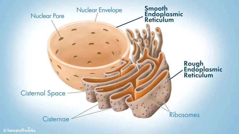 <p>protein processing and membrane synthesis - surrounds nucleus </p><ol><li><p><strong>rough ER (RER)</strong>: rough because of ribosomes. Function: workshop/shipping depot where new proteins are modified and packaged for export to golgi apparatus</p></li><li><p><strong>smooth ER (SER):</strong> synthesizes phospholipids/cholesterols, steroid hormones, glycerides, and glycogen</p></li></ol><p></p>