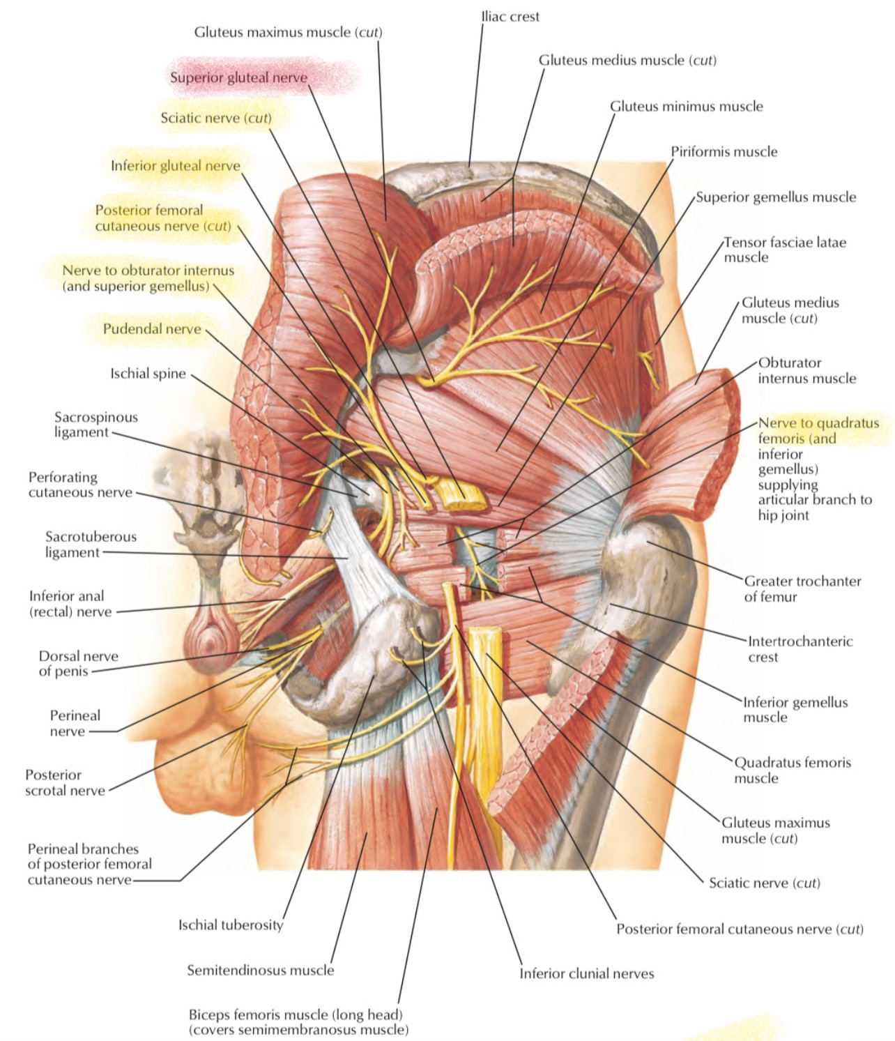 <ul><li><p>function (what the muscle does - its action)</p></li></ul><p>Extension of thigh</p><p>Laterally rotates thigh</p><p>• innervation (what nerve makes the muscle work)</p><p>Inferior Gluteal Nerve (L5-S2)</p>