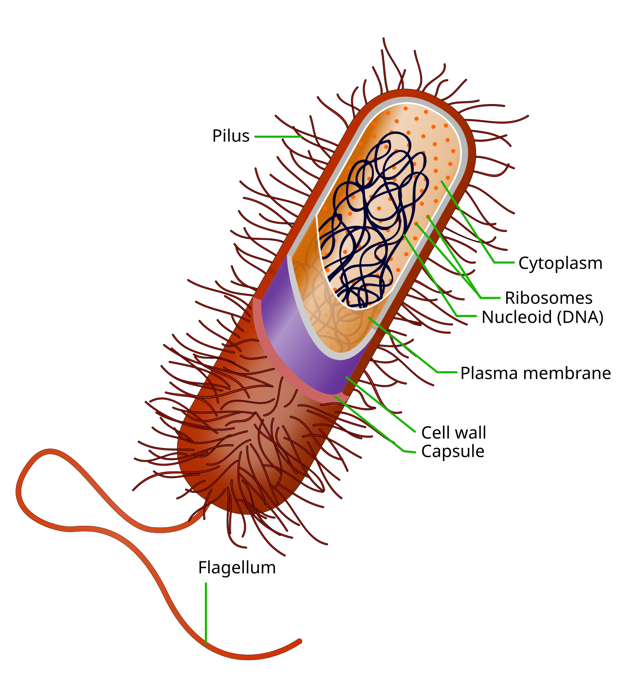 knowt flashcard image