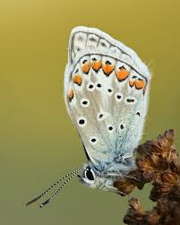 <p>Mis on pildil?</p>