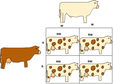 <p>Co-dominance</p>