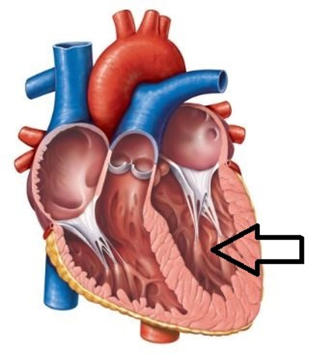 <p>Thick myocardium</p><p>Papillary muscles</p><p>Chordae tendineae</p><p>Aortic valve</p><p>Aortic sinuses (coronary origins)</p>