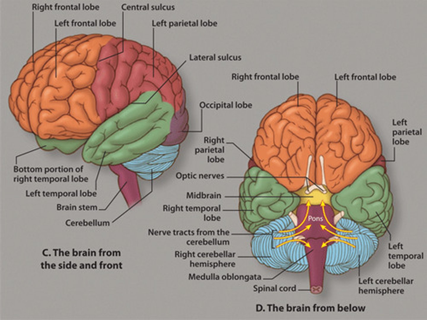 <p>carries out and regulates life sustaining that are done involuntarily (without thinking).</p>
