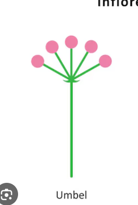 <p><span>flower stalks arise from one point</span></p>