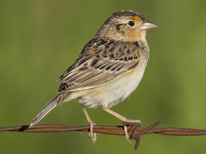 <p>grasshopper sparrow</p><p>yellow feathers on wrist <br>ochre yellow lores <br>bright white eyering</p>