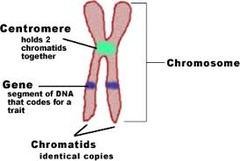 <p>A single piece of coiled DNA and associated proteins found in linear forms in the nucleus of eukaryotic cells and circular forms in the cytoplasm of prokaryotic cells; contains genes that encode traits. Each species has a characteristic number of chromosomes.</p>