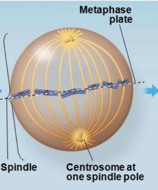 <ol start="3"><li><p><strong>Metaphase: Chromosomes</strong> <strong>align</strong> on the <strong>metaphase</strong> <strong>plate</strong></p></li></ol><p></p>