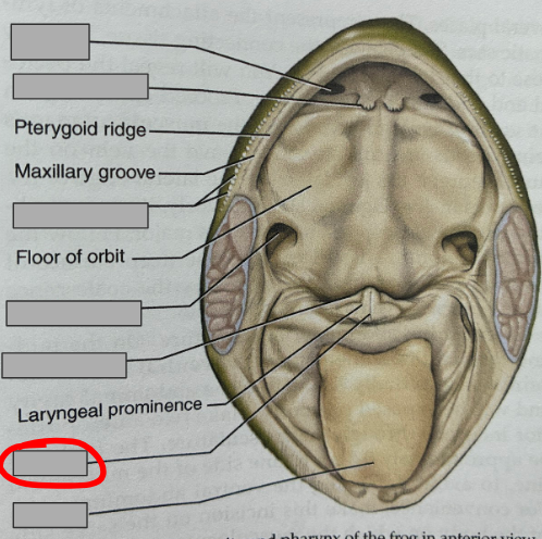 <p>What part of the organism is this?</p>