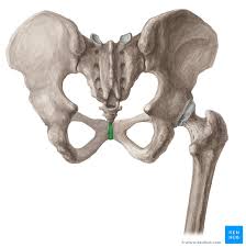 <p>Cartilage that connect the two pubic bones </p>