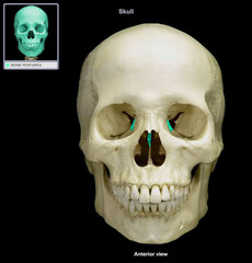 <p>(adjective) skull</p>
