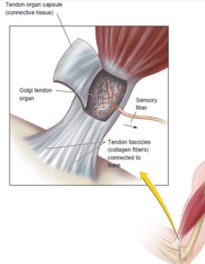 <p>A receptor that provides information about muscle tension.</p>