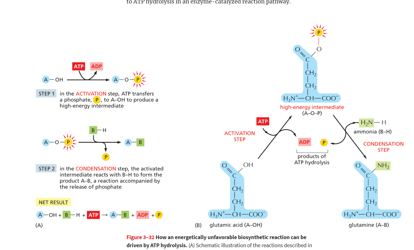 <p>ATP transfers a P to one reactant to produce a <strong>high-energy intermediate</strong></p>