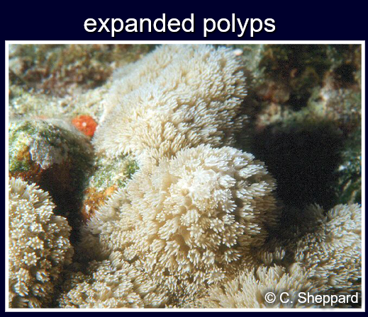 <p><span>Stony Corals</span></p>
