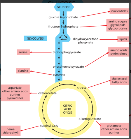 <p>They provide precursors that cells use as building blocks to make amino acids, nucleotides, lipids, and other essential molecules. </p><ul><li><p>For example, oxaloacetate and α-ketoglutarate from the citric acid cycle are precursors for aspartate and glutamate.</p></li><li><p>siphoned off for anabolic pathways</p></li></ul><p></p>