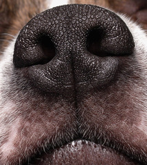 <p>the nose</p>