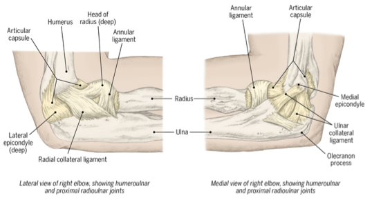 <p>what does the radial collateral ligament do (aka lateral collateral ligament)</p>