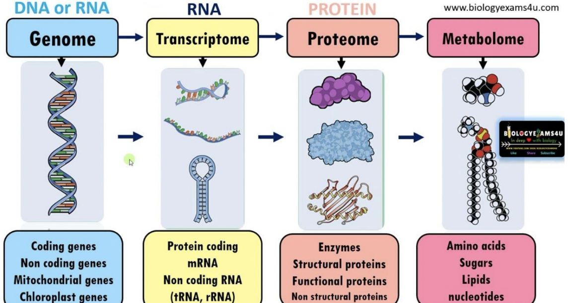 <p>contains all the DNA (genes) of an organism</p><ul><li><p> DNA provides the information that allows replication, growth, differentiation of the cell</p></li><li><p>~20,000 genes in humans</p></li></ul><p></p>