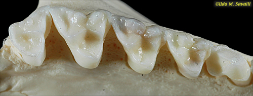 <p>Tribosphenic</p>