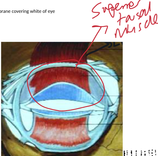 <p>arises from underside of levator and inserts into tarsal plate </p><p></p><p>smooth muscle with a secondary role in maintaining open palpebral aperture </p>