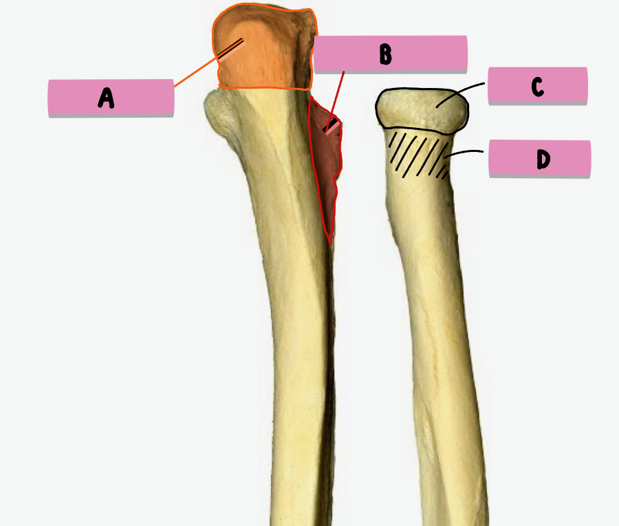 <p><strong>label </strong>the <strong>features </strong>(<strong>post/proximal </strong>radius + ulna)</p>