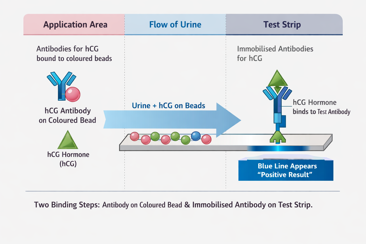 <p>(pregnancy tests detect the hormone hCG which is found in the urine of a pregnant woman</p><ul><li><p>the application area contains antibodies for hCG bound to a coloured bead (blue)</p></li><li><p>when urine is applied to the application area, any hCG will bind to the antibody on the beads, forming an antigen-antibody complex</p></li><li><p>the urine moves up the stick to the test strip, carrying any beads with it</p></li><li><p>the test strip contains antibodies to hCG that are stuck in place (immobilised)</p></li><li><p>if there is hCG present, the test strip turns blue because the immobilised antibody binds to hCG </p></li><li><p>if there is no hCG present, the beads will pass through the test area without binding to anything, and so it won’t go blue</p></li></ul><p></p>