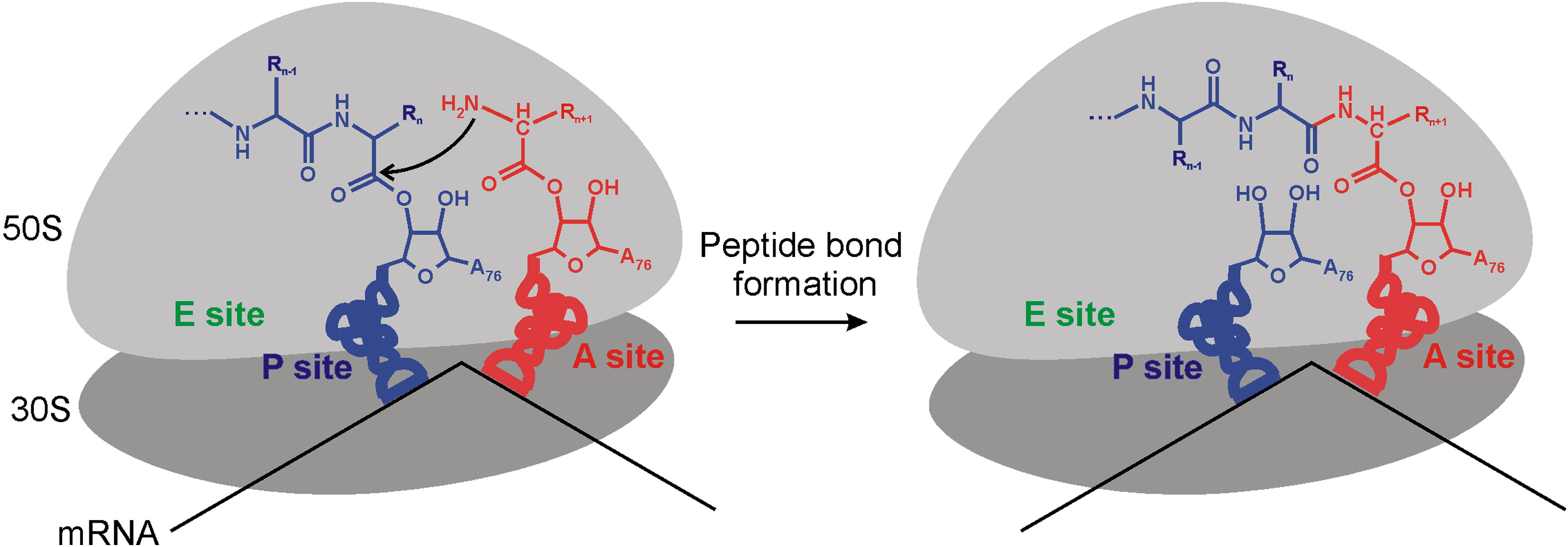 <p>rRNA in the Large subunit </p><p></p><p>peptide bonds = covalent bonds between amino acids </p>