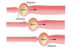 <p>a rhythmic wave-like contraction that moves food boluses</p>
