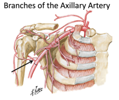 <p>Identify the structure</p>