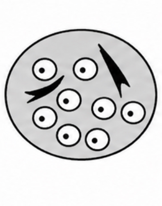 <p>SCIENTIFIC NAME</p>