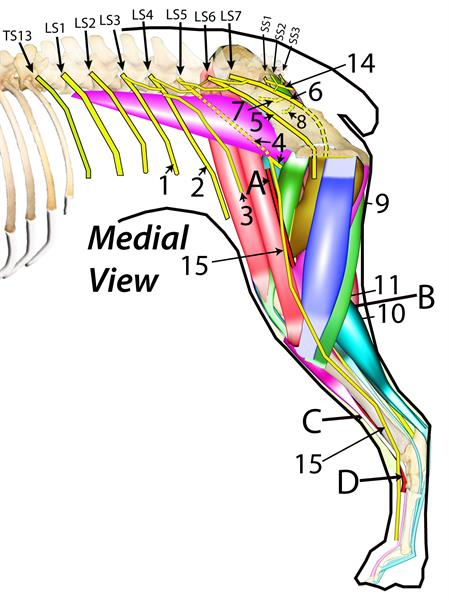 <p>Identify artery “B”</p>
