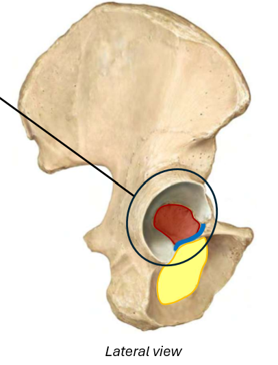 <p>Os Coxa Other Features</p><ul><li><p>Acetabulum</p></li><li><p>Acetabular fossa</p></li><li><p>Acetabular notch</p></li><li><p>Obturator foramen</p></li></ul><p></p>