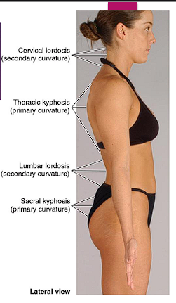 <ul><li><p><span style="color: red;">Thoracic and Sacral</span> </p></li><li><p>Develop in the fetal period</p></li><li><p>Concave anteriorly </p></li><li><p>Retain through life</p></li><li><p>Abnormal curvature-kyphosis, excessive kyphosis</p></li></ul><p></p>