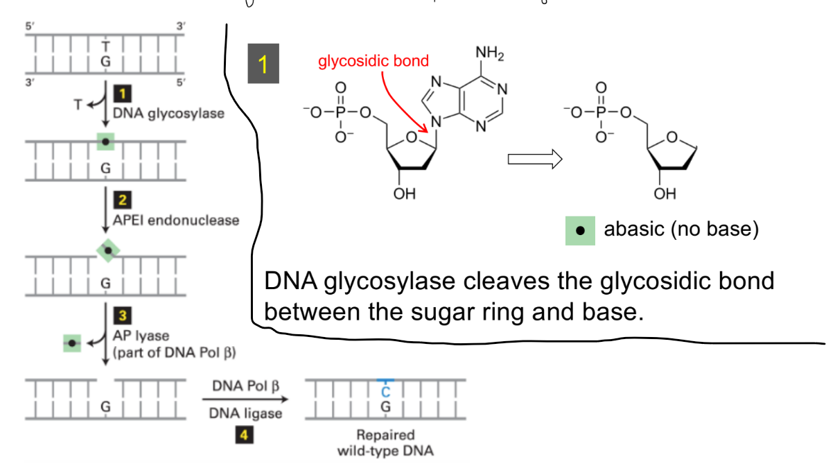 <p>repairs that change DNA at <strong><u>ONE </u></strong><u>or few nucleotides</u> &amp; do <strong><u>NOT </u></strong><u>cause a major distortion of DNA</u></p><p><span style="color: rgb(175, 165, 165);">(remove 1 or few damaged/mismatched bases before replication occurs)</span></p><p>__</p><p>BER w/ deaminated 5-methylcytosine aka guanine:</p><ul><li><p><strong><u>DNA glycosylase</u></strong> cleaves the <u>glycosidic bond</u> (b/w the sugar ring &amp; base) —→ to make <u>abasic nucleotide</u> (aka nucleotide w/o base)</p><ul><li><p><span style="color: blue;"><strong><u>glycosylase is NOT specific in which strand’s mismatched base is changed</u></strong><u> </u></span><u>(aka recognizes the mismatch/damage, but not the strand)</u></p></li></ul></li><li><p><strong><u>AP endonuclease</u></strong> cleaves the <u>phosphodiester bonds</u> to remove the abasic nucleotide w/in the strand → forms a <u>gap</u></p><ul><li><p>(AP endonuc. is either apurinic or apyrimidinic endonuclease)</p></li></ul></li><li><p><strong><u>DNA polymerase</u></strong> synthesizes new DNA to fill in gap</p></li><li><p><strong><u>DNA ligase</u></strong> seals the remaining nick</p></li></ul><p></p>