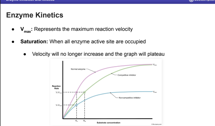 <ul><li><p>V max</p><ul><li><p>Represents the maximum reaction velocity</p></li></ul></li></ul><ul><li><p>Saturation: When all enzyme active site are occupied</p></li><li><p>Velocity will no longer increase and the graph will plateau</p></li></ul><p></p>