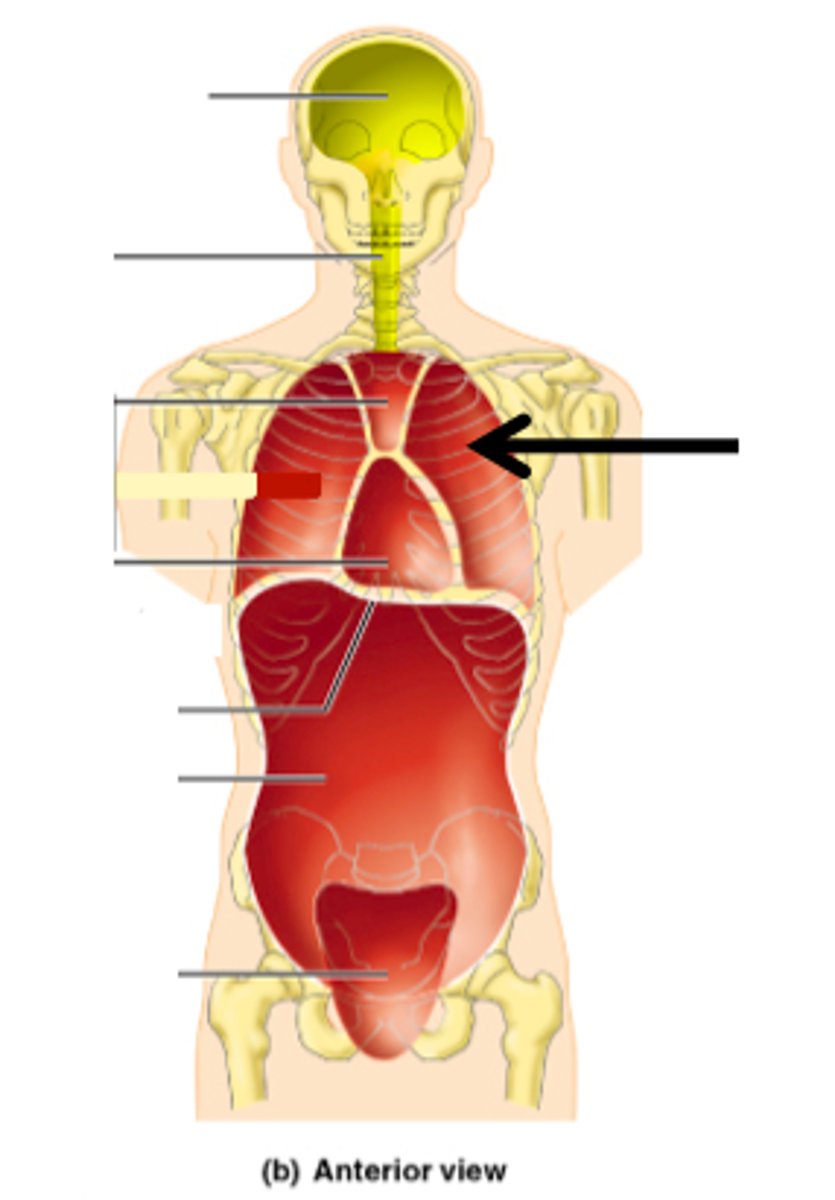 <p>Subdivision of Ventral Cavity and Thoracic Cavity</p><p>Includes lungs</p>