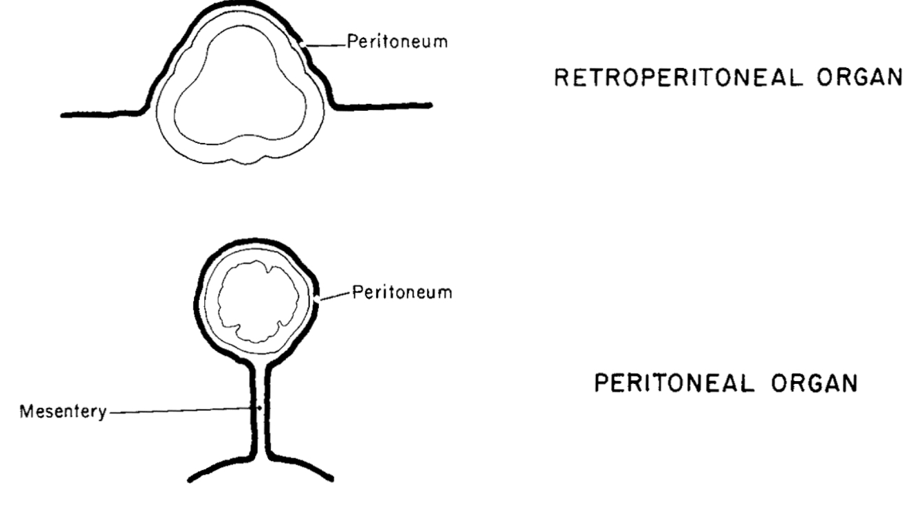 <p>organs covered only in front by peritoneum and <u>not suspended by a mesentery </u></p>
