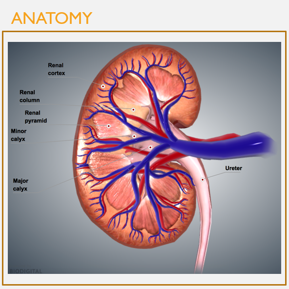 <p><strong>Internal</strong> kidney anatomy</p>